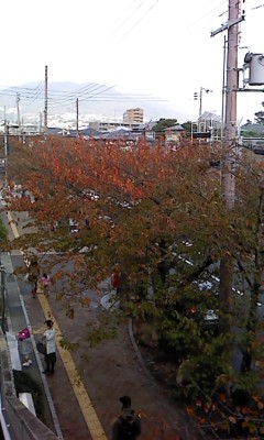 sakura autumn