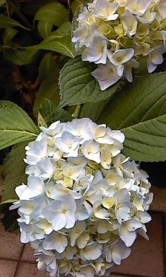 6月6日のあじさい