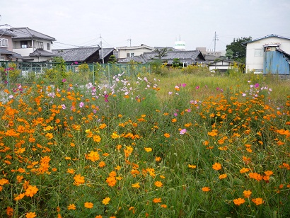 P1030196 - コピー.JPG