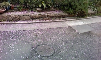 桜散る