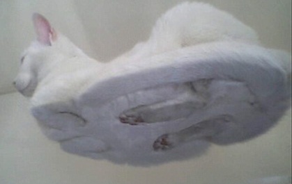 ネコ