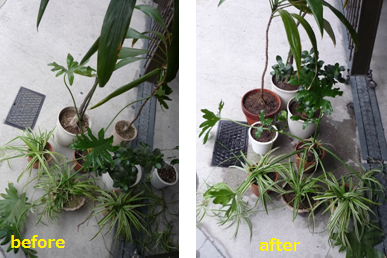 植え替え